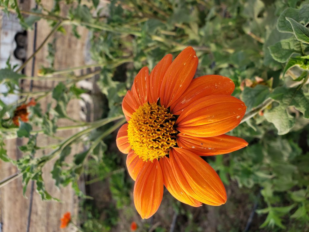 Bright orange flower