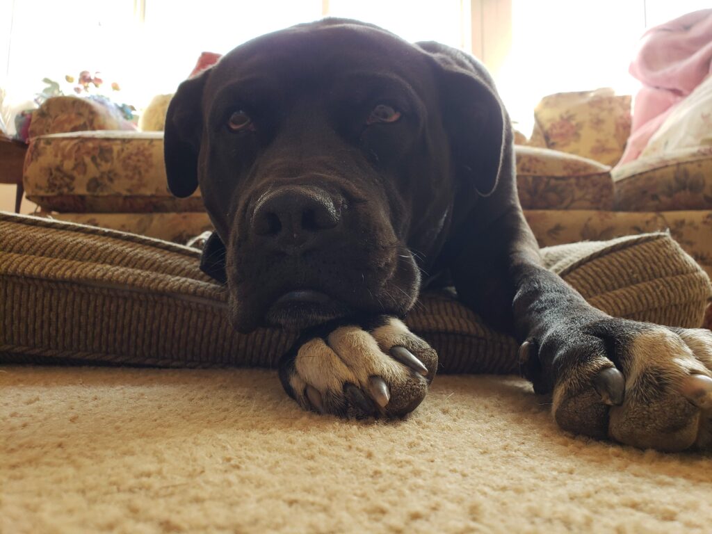 A black dog with white paws is laying on a cushion staring into the camera. He is a good dog.