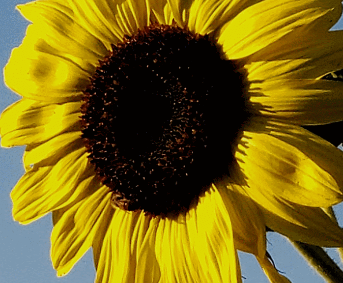 A sunflower